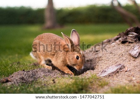a rabbit is digging a hole on nature