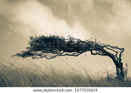 A resilient lone tree bends to the elements - strength in adaptability Royalty-Free Stock Photo #1477050659