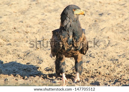 Bateleur Eagle, young adult - Wild Raptors photographed in Namibia, Africa - Posing for a picture of golden black camouflage.