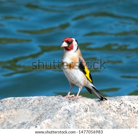 Carduelis carduelis sitting on a rock by the water