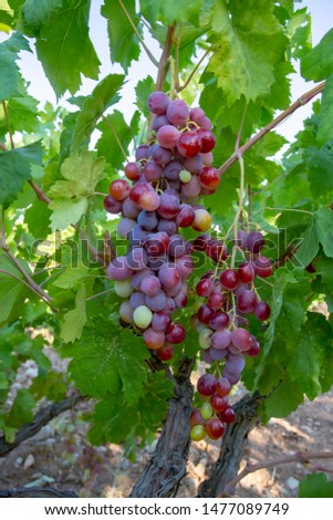 Vineyard, grape field, Izmir / Buca / Turkey