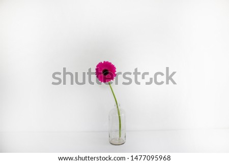 magenta Gerbera in vase isolated on the white background