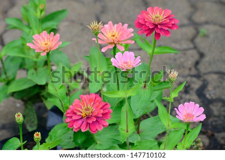 Colorful Zinnia flowers
