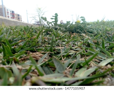 natural outdoor grass to feel nature