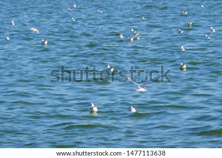 Gulls resting on the water and flying.