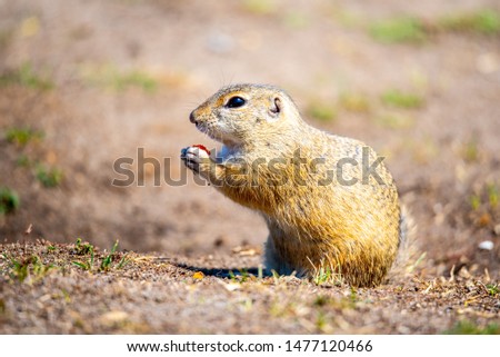 European ground squirrel, Spermophilus citellus, aka European souslik. Small cute rodent in natural habitat.
