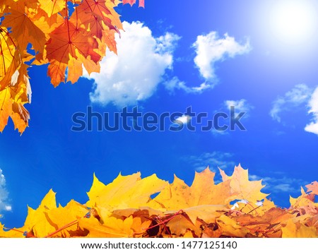 Autumn yellow leaves against blue sky with clouds and bright sun