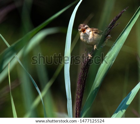 Sedge Warbler singing while perched on a swaying reed