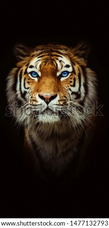 The face of the tiger