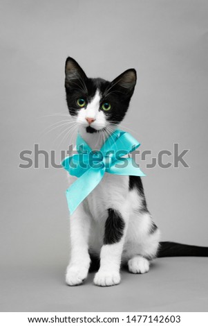Black and white kitten with blue ribbon bow-knot on the neck sitting against a seamless grey background and looking forward, vertical