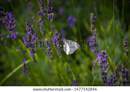Lavender with butterfly in beautiful nature