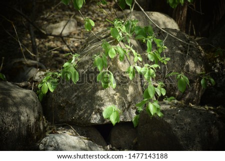 Big Stones and Green Nature. Stock Image