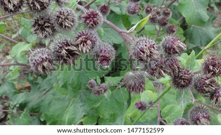 plant burdock in the daytime in the summer