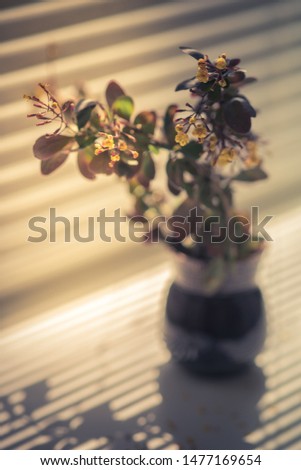 Branches of barberry bush with blooming yellow small flowers in a ceramic vase on the windowsill. Blinds and shadow on the window
