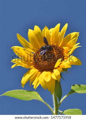sunflower with green leaves, blue sky on background and Xylocopa violacea on his centre 