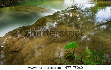 Colocasia esculenta leaf, commonly known taro leaf near the waterfall in the forest