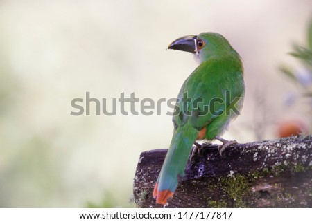 Aulacorhynchus sulcatus bird green ramphastidae