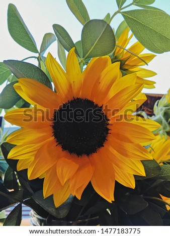 Yellow sunflower face close up