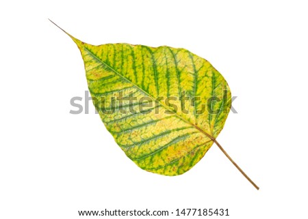Bodhi leaf Isolated on white background. Colorful autumn leaf of Bodhi tree. Bodhi tree, the auspicious tree in Buddhism religion.