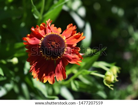 Gaillardia X Grandiflora or blanket flower, in the garden.