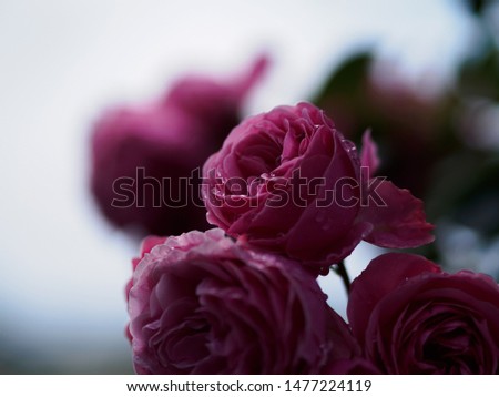 Seasonal garden with beautiful roses