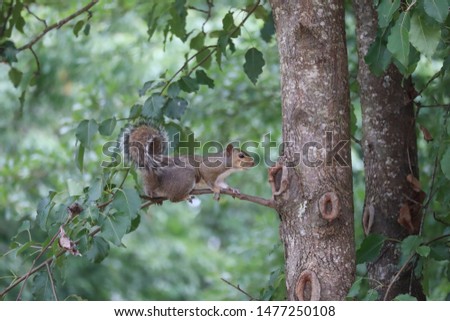 Squirrel on tree in nature
