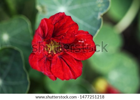 Beautiful blooming. Photography magical flower on blurred background. Macro.