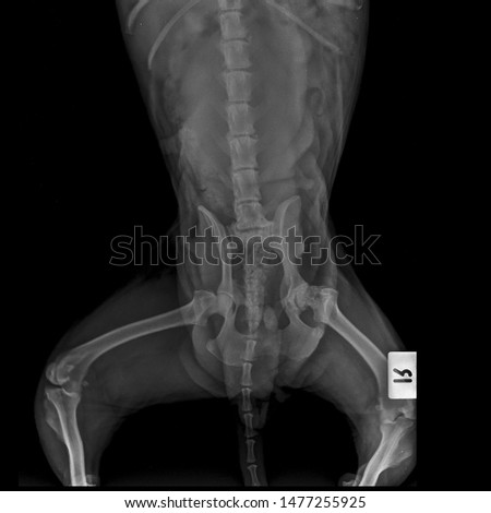 r ray right hip ostheoarthitis or oa dog both view 