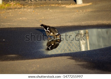 A  newly feathered  black and white  juvenile Australian magpie cracticus tibicen  stands in a puddle of rainwater sipping slowly, reflected in the last rays of a setting sun on a wintry afternoon.