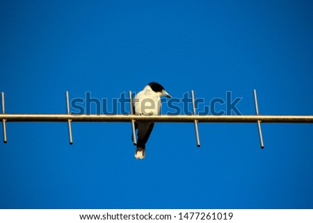 A  newly feathered  black and white  juvenile Australian magpie cracticus tibicen   is perching on a television antenna  on a sunny afternoon in late autumn is carolling sweetly.
