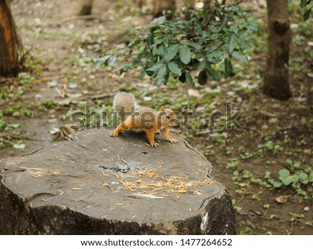 Cute squirrel living in the forest