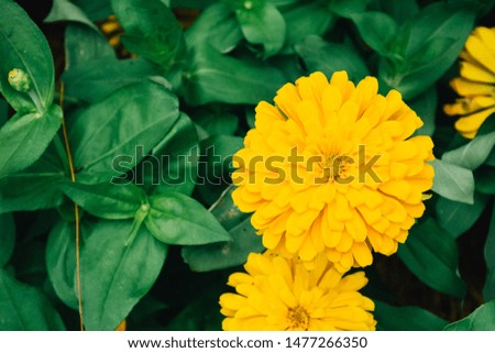 Beautiful yellow Zinnia flower with green leaves background, Zinnia flower blooming in the garden.
Yellow Zinnia flower put on the right handside.