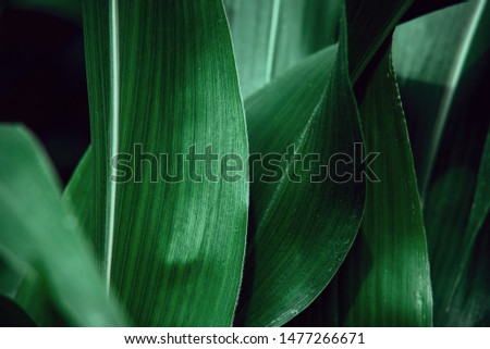 tropical leaf, abstract green leaf texture, nature background
