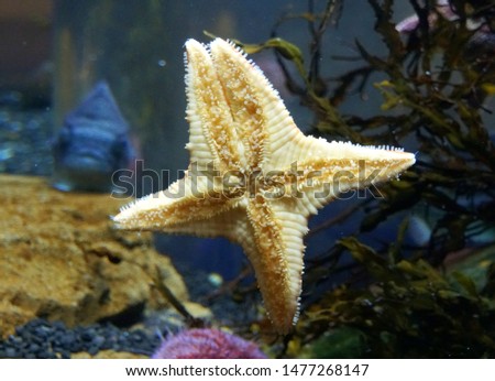 A starfish inside an aquarium