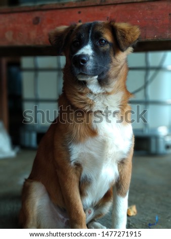 Portrait pet dog with brown hair color combination of black and white