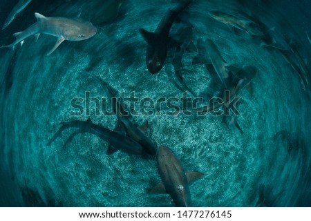 Schools of Banded Hound Shark in Ocean Waters of Chiba, Japan