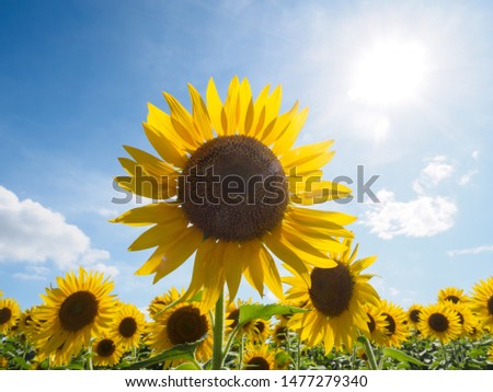 Sunflowers blooming in the blue sky