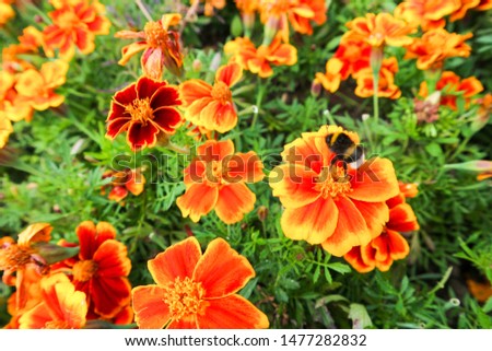 Bumblebee on the orange marigold flowers in the garden