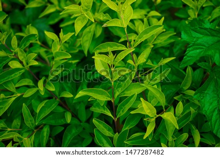 Green leaves composition. Nature background concept