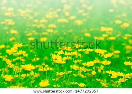 Beautiful colored flowers with natural green background
