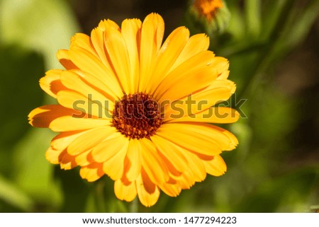 Macro of a common marigold - Calendula officinalis
