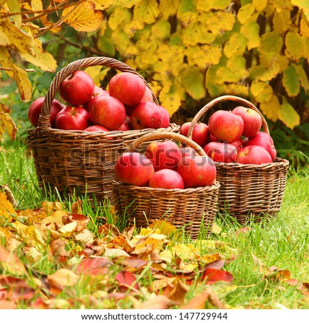 Fresh ripe apples in the basket. Picture on theme autumn at the bio garden. 