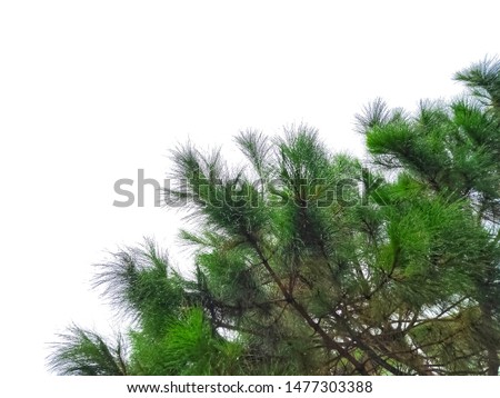 Pine trees on a white background 