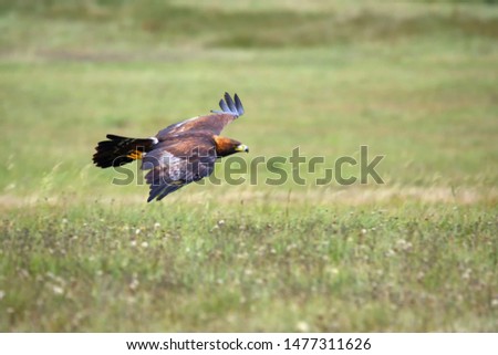 The golden eagle (Aquila chrysaetos) flying over the meadow. Male golden eagle flying in the Spanish mountains.