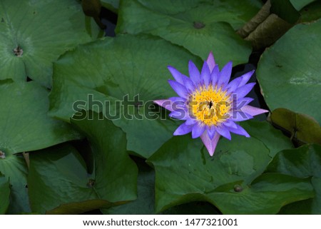 The lotus flower is the queen of the water