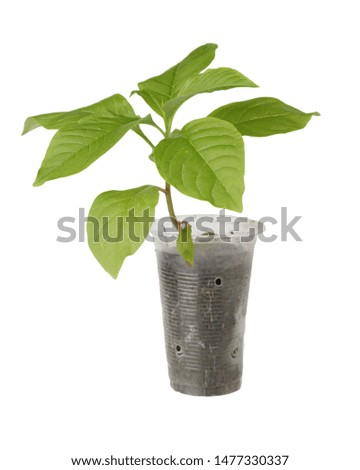 Korean ginseng plant isolated on a white background