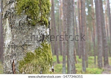 A forest in the summer in Germany Photographed, where one third of the picture is filled by a tree trunk, on which the focus lies