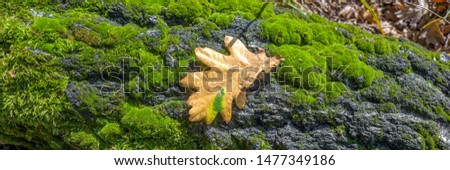 Dry oak leaf lying on tree. Tree covered with green moss. Panoramic picture