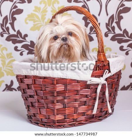 Pretty young shih tzu on in a basket against a damask background.