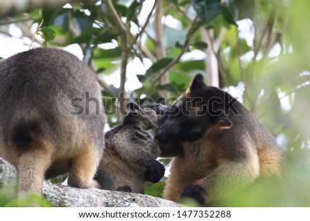 A Lumholtz's tree-kangaroo (Dendrolagus lumholtzi) cub with Mother  in a tree Queensland, Australia